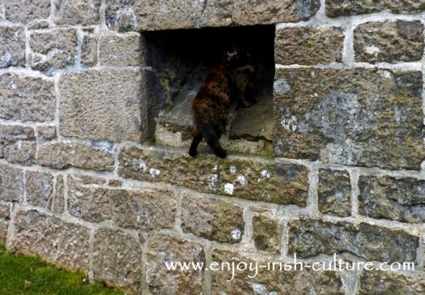 The hole in the wall where toilet waste from the garderobes once emerged, Annaghdown Castle, County Galway, Ireland.