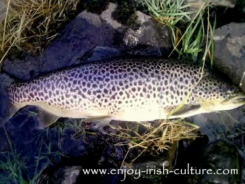 Beautifully marked Corrib trout from County Mayo, Ireland.
