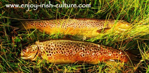 A fine brace of trout- the result of a successful day's fishing on Lough Corrib, County Galway, Ireland.