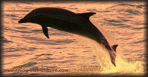 Irish bottlenose dolphin