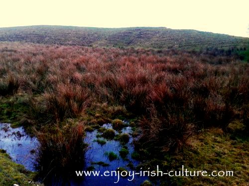 A boggy patch of land in County Roscommon reveals traces of ridges in which potatos would have been grown before, during and after the Irish Famine.