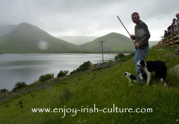 Sheepdog Shows with Joe Joyce in Connemara, County Galway, Ireland. This photo shows Joe in action commanding his dogs to round up the sheep.