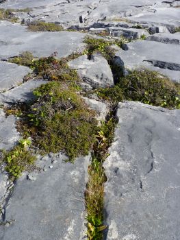 Aran Islands, Inishmaan, characteristic rocky landscape.