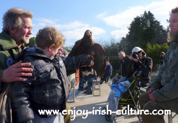 During the raptor show Gerry the Harris hawk has just landed on our boys' arm. He was left speechless!