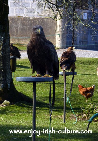 An eagle on perch at the raptor show in County Sligo, Ireland.