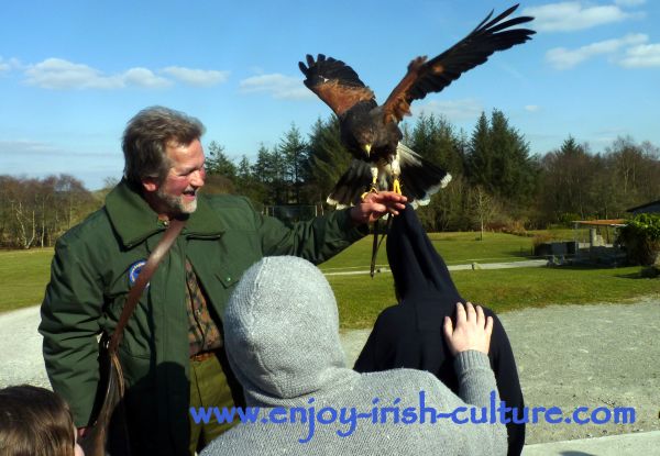 Lothar holds a hawk while chatting to visitors.