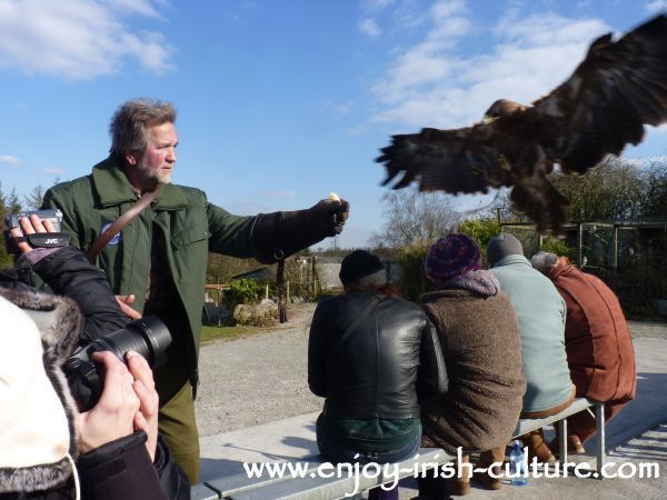 An eagle approaching during the best Irish raptor show in County Sligo, Ireland.