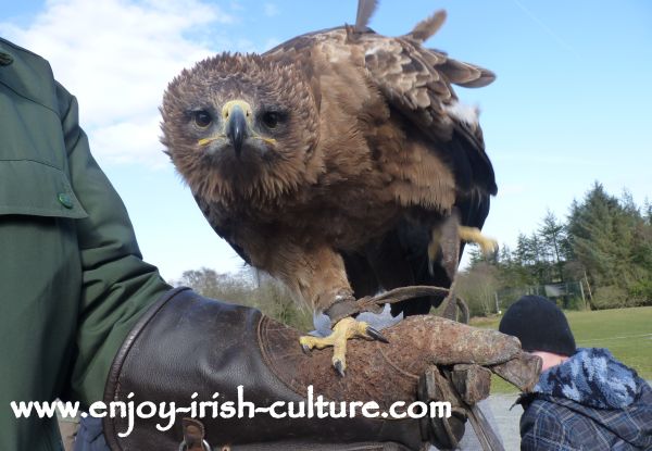 A tawny eagle at the raptor show in County Sligo, Ireland.