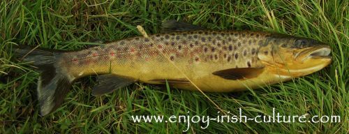 Fly fishing Irish lakes- a golden Lough Corrib brownie.