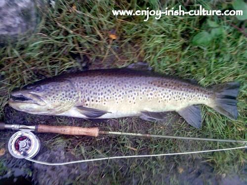A fine cock trout from Lough Corrib, County Galway, Ireland.