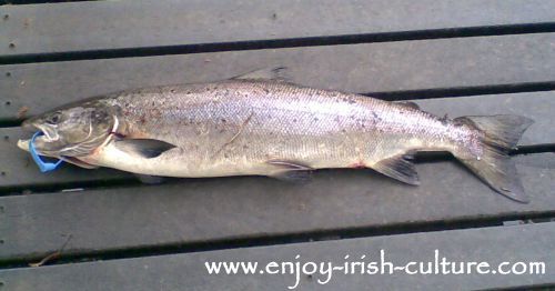 Tagged salmon caught in the Cong river, County Mayo, Ireland.