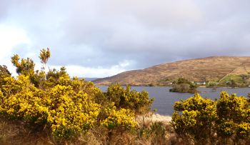 Connemara landscape with gorse, County Galway, Ireland.