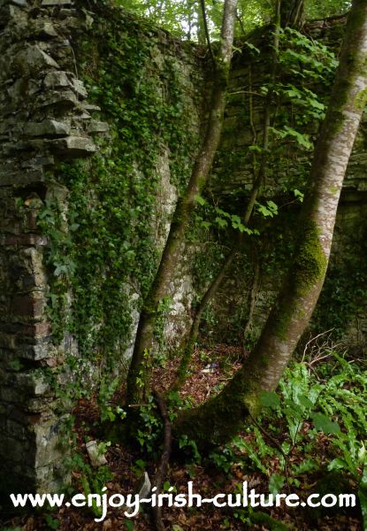 Trees growing in the ruin of the big house at Moore Hall, County Mayo, Ireland, a house closely connected with Irish history.