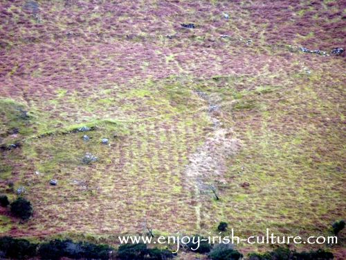 Traces of famine ridges on a steep hillside in County Mayo, Ireland.