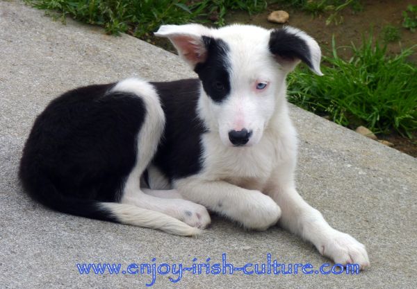 One of Joe's adorable sheepdog pups at the working sheepdog show in Connemara, Galway, Ireland.