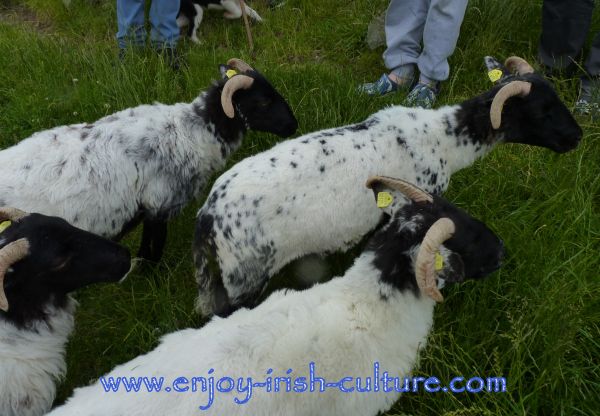 Sheepdog Shows in Connemara, Ireland with Joe Joyce. Black headed sheep are particularly tough and especially bred to be able to overwinter on these mountains.