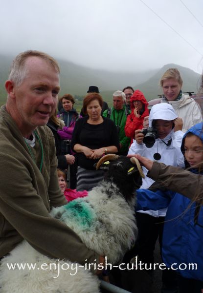 The kids in the audience get a chance to pet the sheep at Joe Joyce's sheepdog show in Joyce Country, County Galway, Ireland.