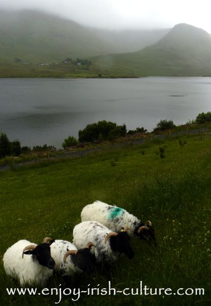 Sheepdog Shows with Joe Joyce in Connemara, County Galway, Ireland.