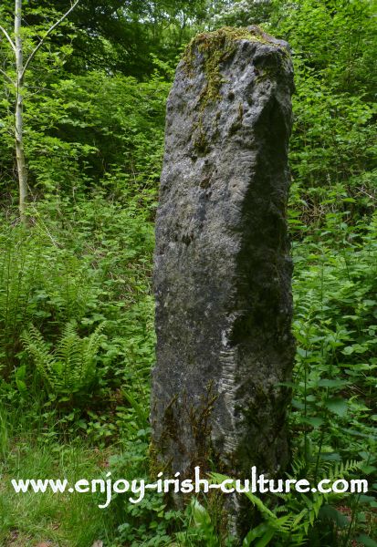 The ancient ogham stone (ancient Ireland) at the outdoor heritage museum of Craggaunowen at Quin, County Clare, Ireland.